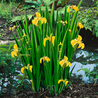 Yellow iris pseudacorus yellow - Marsh plant, waterside plant