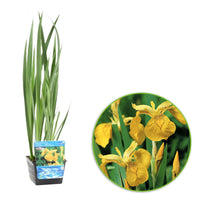 Yellow iris pseudacorus yellow - Marsh plant, waterside plant