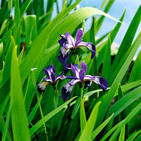 purple iris versicolor - Waterside plant