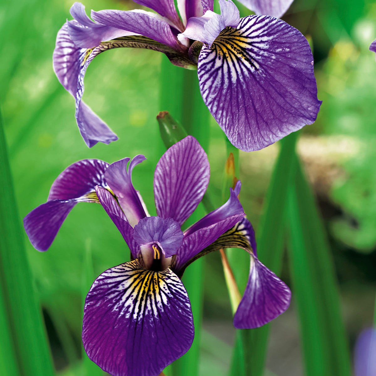 purple iris versicolor - Waterside plant