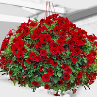 3x Petunia jamboree  ‘Red Scarlet’ Red