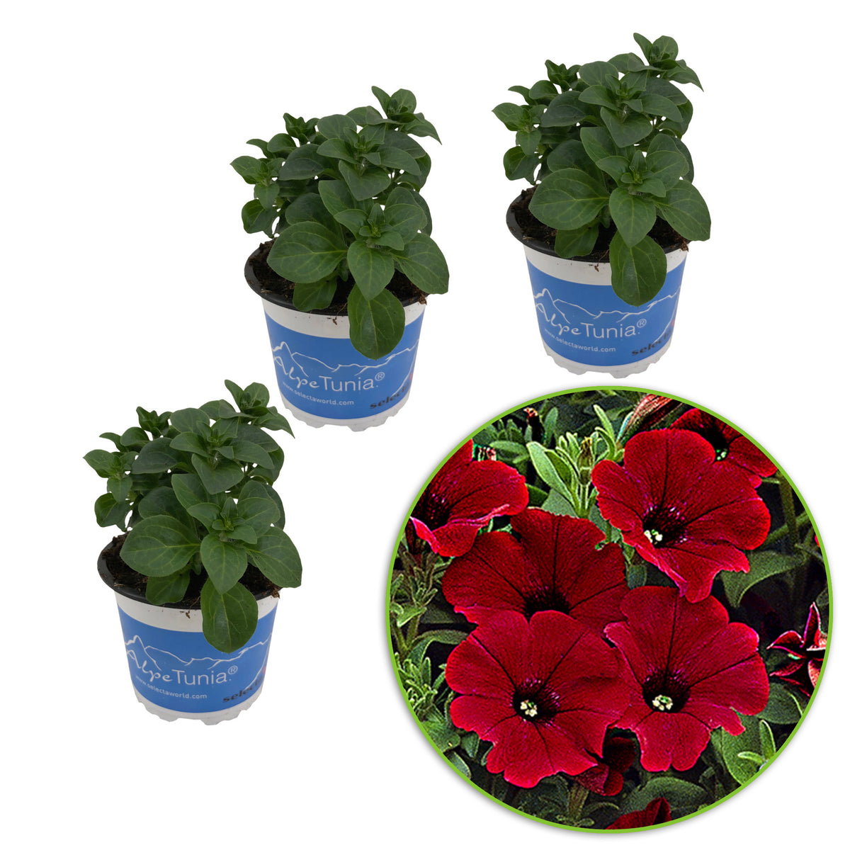 3x Petunia jamboree  ‘Red Scarlet’ Red