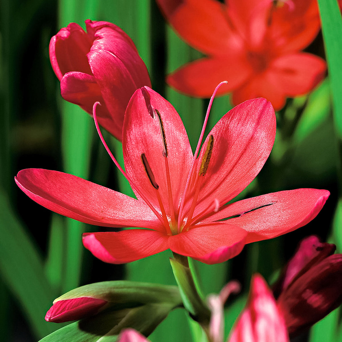 Marsh gladiolus Schizostylis 'Major' red - Marsh plant, waterside plant