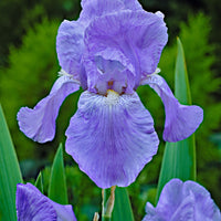 3x Bearded iris 'Jane Phillips' blue - Bare rooted - Hardy plant