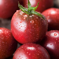 Cherry tomato Solanum 'Black Cherry' black 3 m² - Vegetable seeds