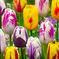 20x Tulips Tulipa - Mix 'Rembrandt'