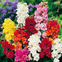 Snapdragon Mixed