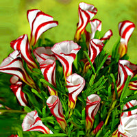 10x Wood sorrel Oxalis versicolor red-white