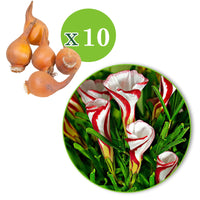 10x Wood sorrel Oxalis versicolor red-white