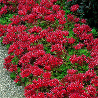Stonecrop in 2 Colours - Hardy plant