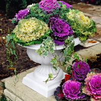 3x Winter cabbage Brassica - Mix 'Three colors' purple-white-green