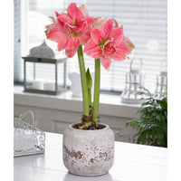 Amaryllis 'Sweet Nymph' pink