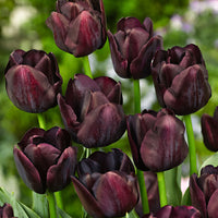 18x Tulips Tulipa 'Paul Scherer' purple