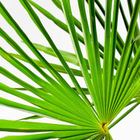 Chinese windmill palm Trachycarpus fortunei Green - Hardy plant