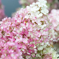 Panicle Hydrangea 'Vanille Fraise' Red-White - Hardy plant