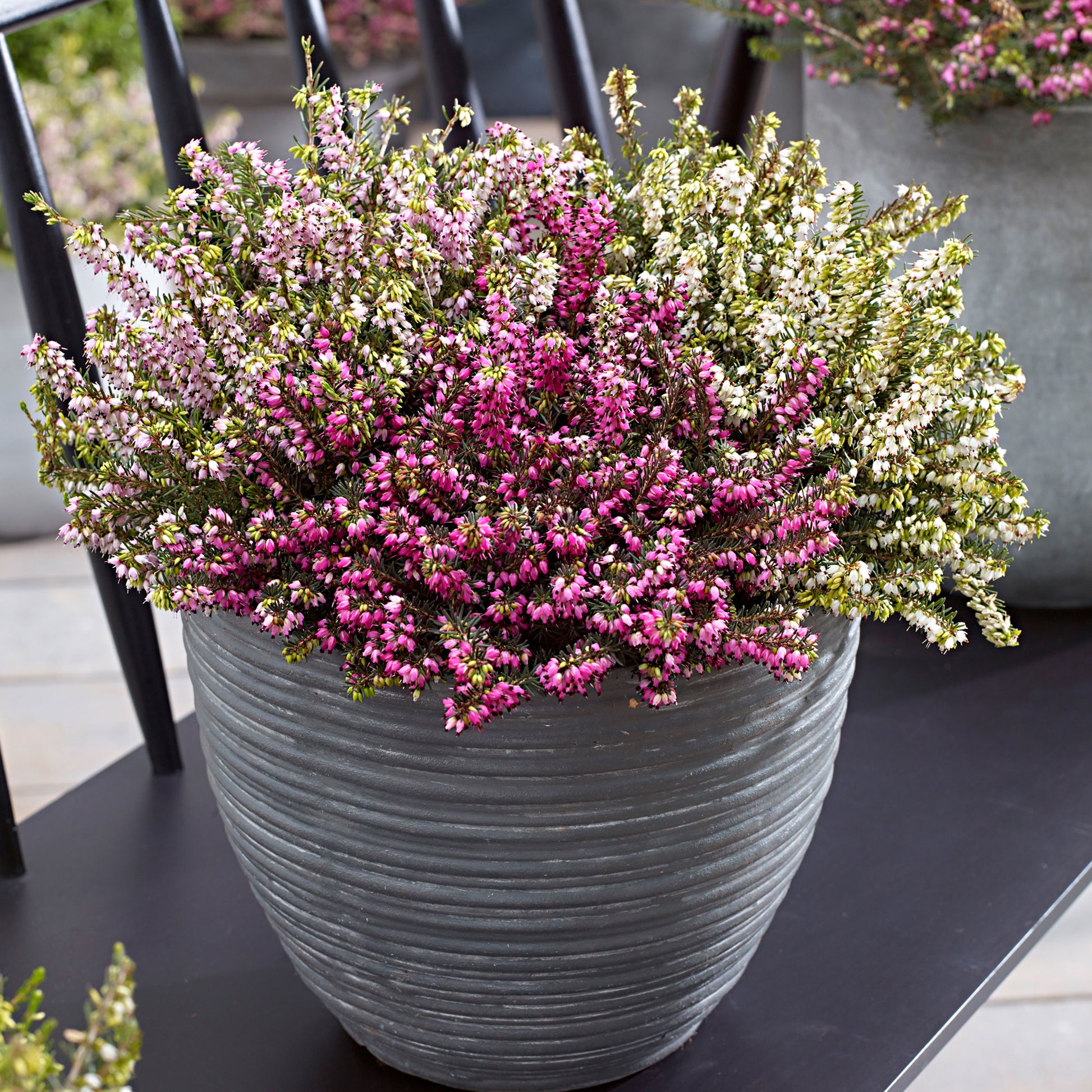 planting heather in pots 3x Winter Heather - Mix 'Spring Colors' Pink-White-Purple
