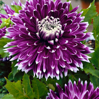 3x Large-flowered Dahlia 'Vancouver' white-pink