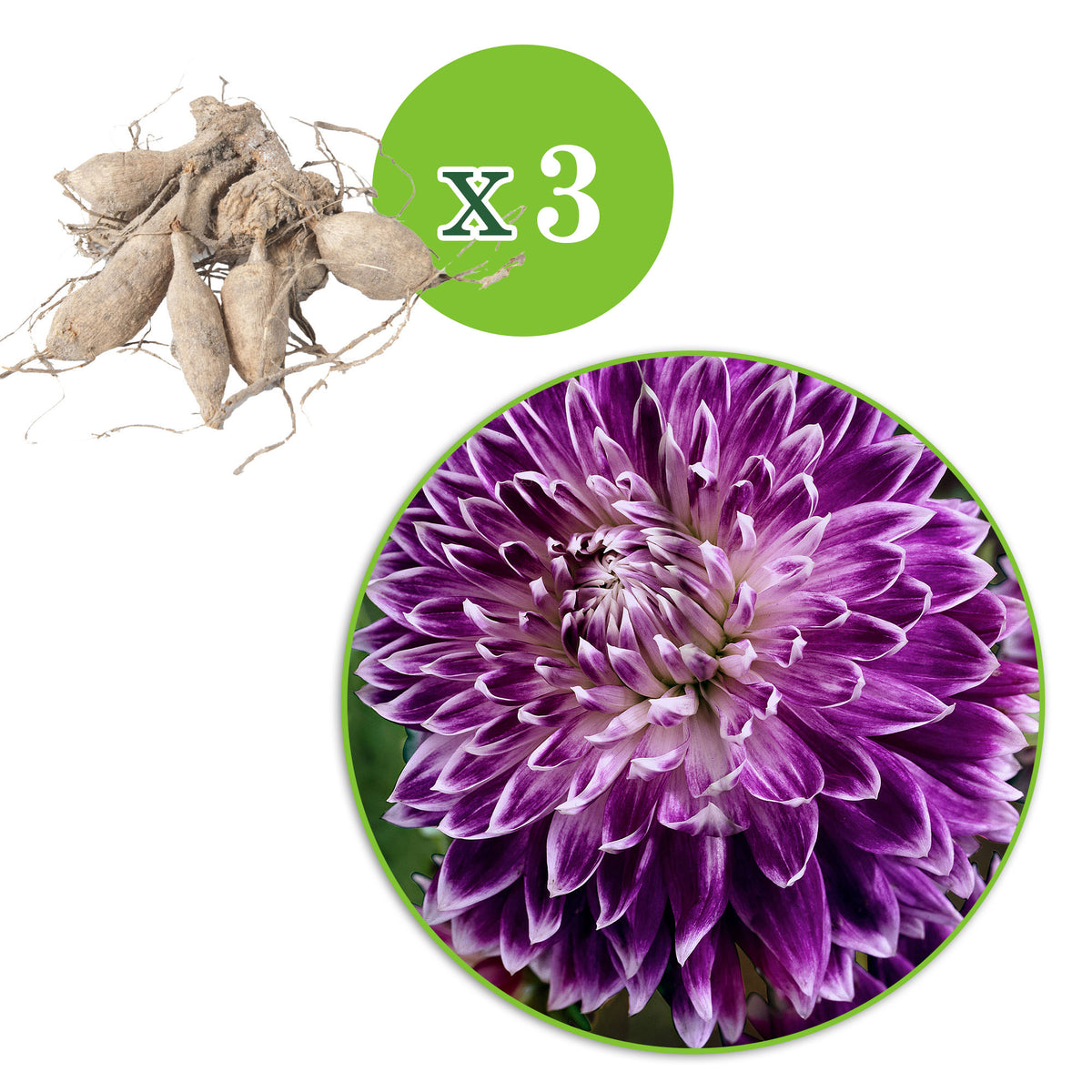 3x Large-flowered Dahlia 'Vancouver' white-pink