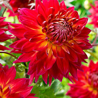 Dahlia 'Manhattan Island' red - Bio