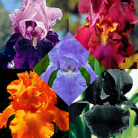 5x Bearded iris - Mix 'Magic Melange' - Bare rooted - Hardy plant