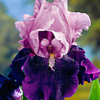 5x Bearded iris - Mix 'Magic Melange' - Bare rooted - Hardy plant