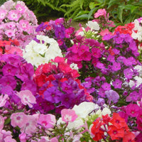 5x Phlox Phlox - Mix 'Phlox it up' - Bare rooted - Hardy plant