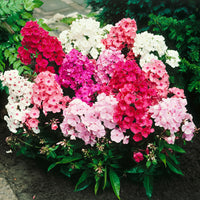 5x Phlox Phlox - Mix 'Phlox it up' - Bare rooted - Hardy plant