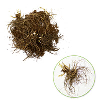 5x Phlox Phlox - Mix 'Phlox it up' - Bare rooted - Hardy plant
