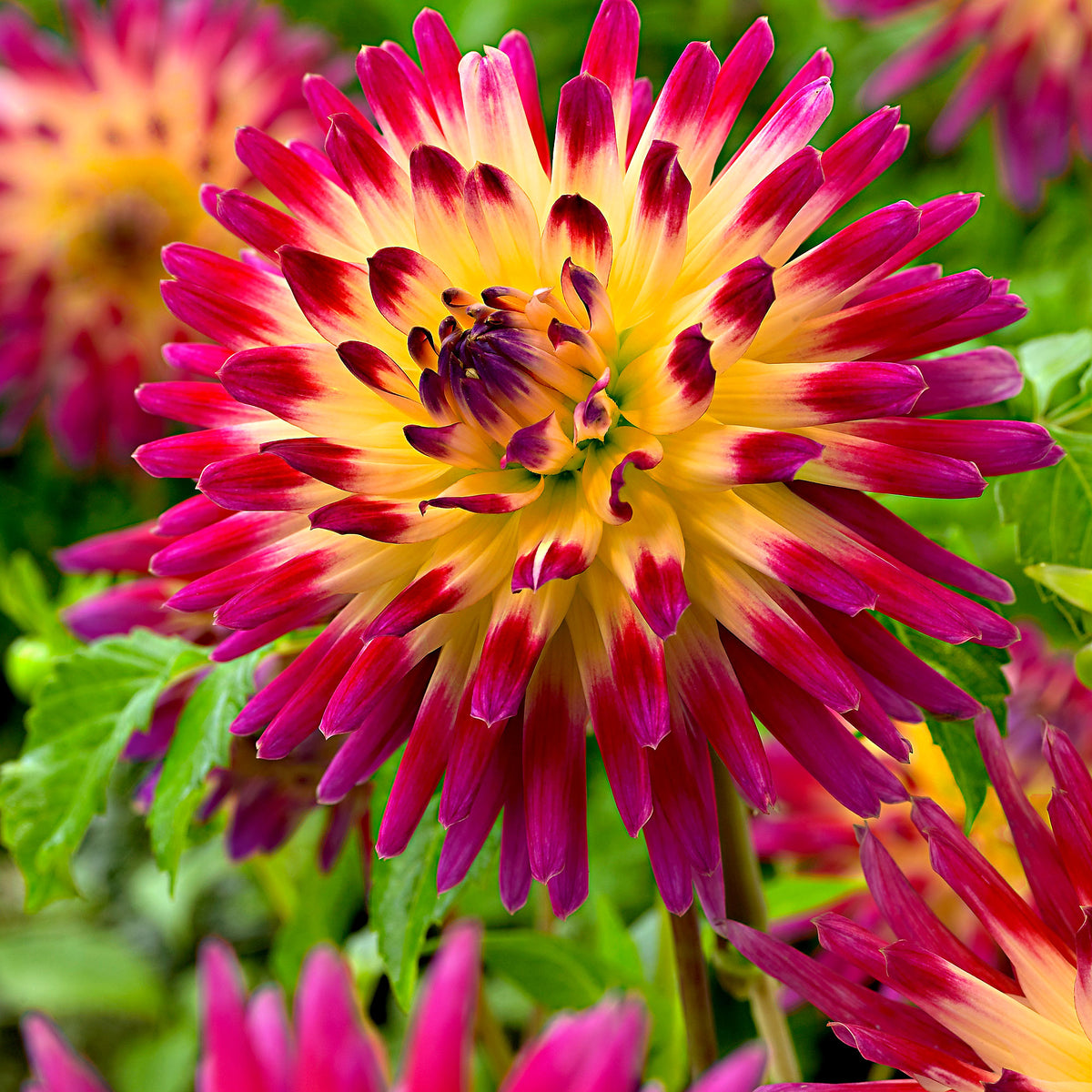 3x Large-flowered Dahlia 'Tahiti Sunrise' pink-yellow
