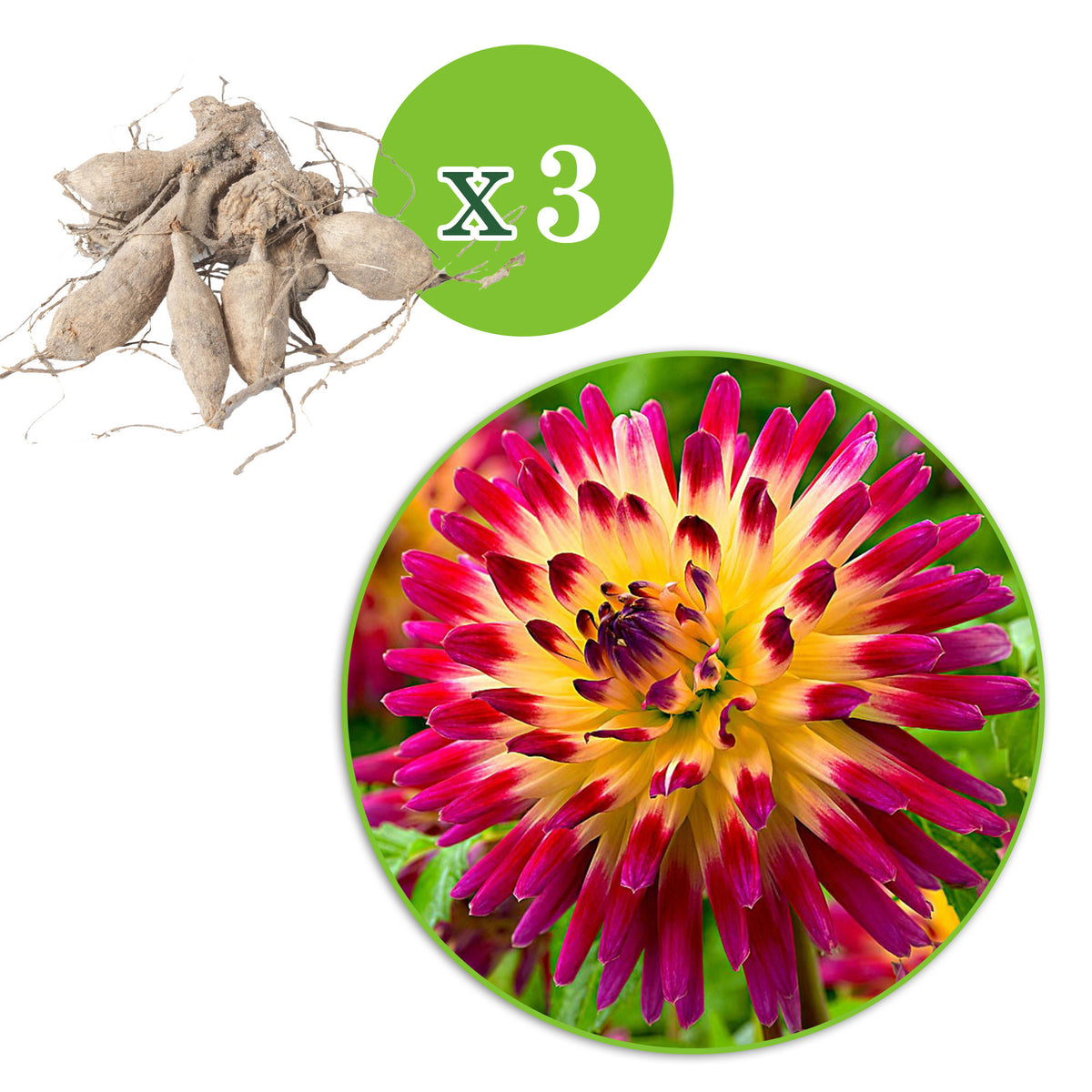 3x Large-flowered Dahlia 'Tahiti Sunrise' pink-yellow