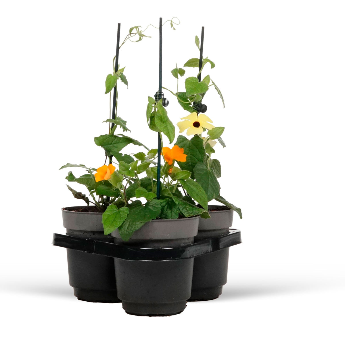 3x Black-eyed Susan Thunbergia alata orange-yellow-white