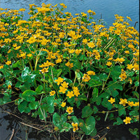 Marigold Caltha palustris yellow - Marsh plant, waterside plant
