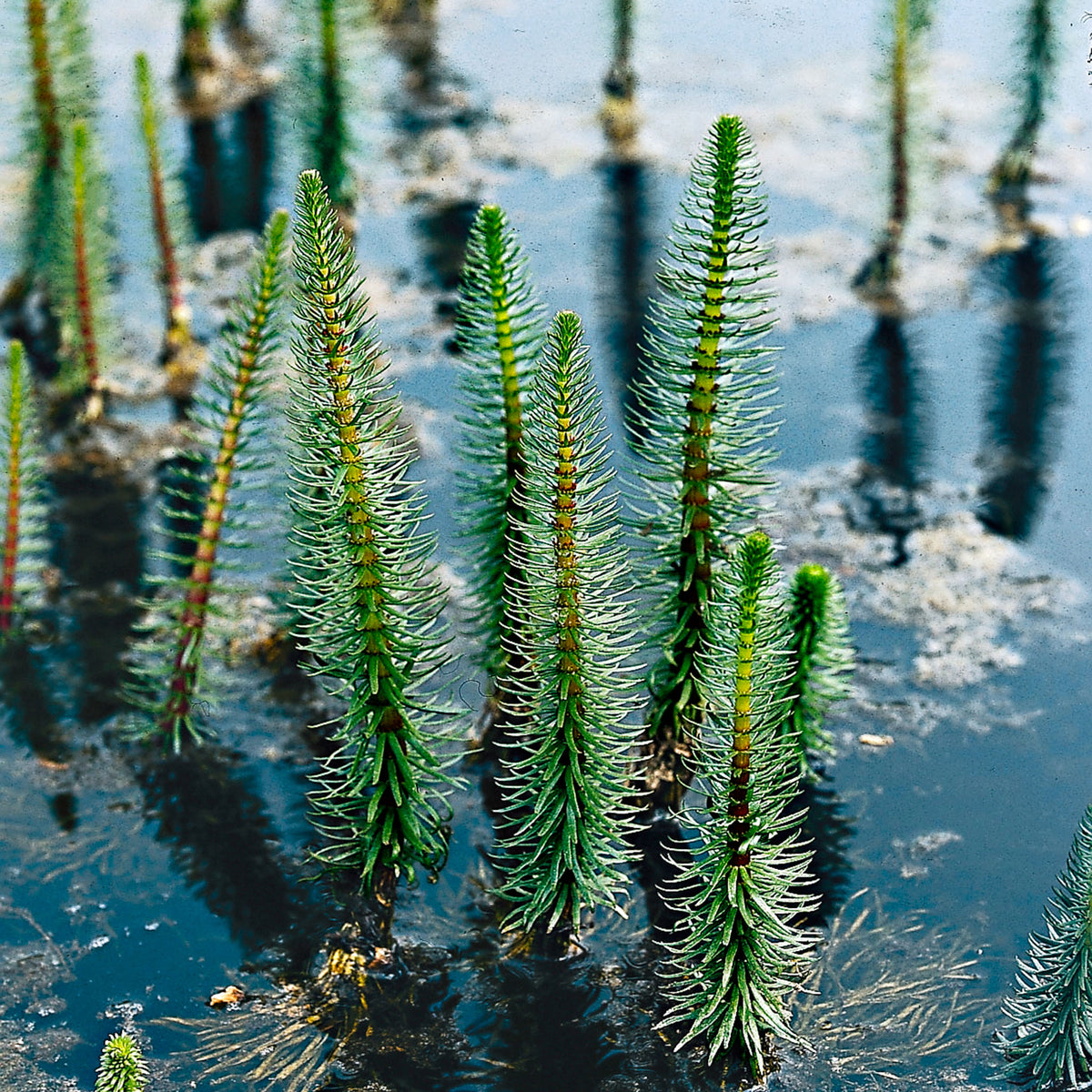 Mare's tail Hippuris vulgaris - Waterside plant