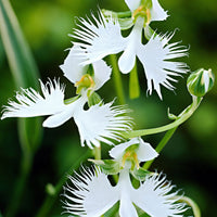 3x Egret orchid Habenaria radiata white