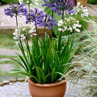 3x African lily Agapanthus africanus purple-white - Bare rooted - Hardy plant