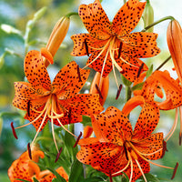 5x Lilies Lilium 'Splendens' orange