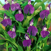 3x Ginger orchid purple