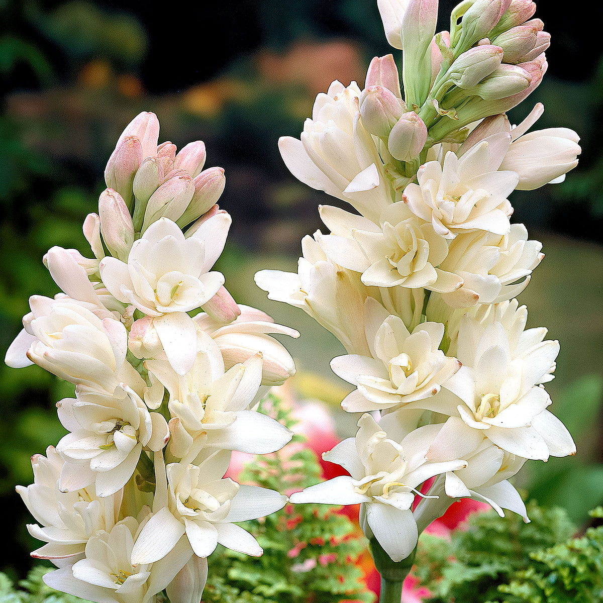 5x Polianthes 'The Pearl' white