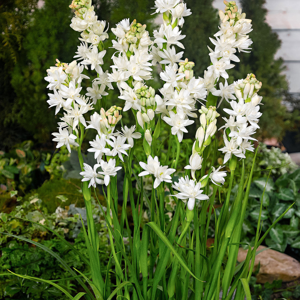 5x Polianthes 'The Pearl' white