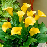 2x Arum lily 'Pot of Gold' yellow