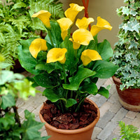 2x Arum lily 'Pot of Gold' yellow