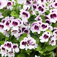 3x Geraniums Pelargonium 'Mosquitaway Lizzy' white-purple