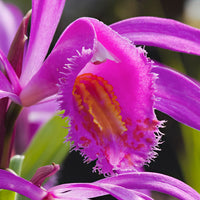 3x Jewel orchid Bletilla striata purple
