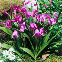 3x Jewel orchid Bletilla striata purple