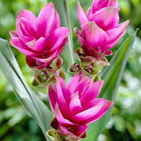3x Summer tulip Curcuma alismatifolia pink