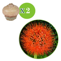 2x Paintbrush Scadoxus multiflorus red