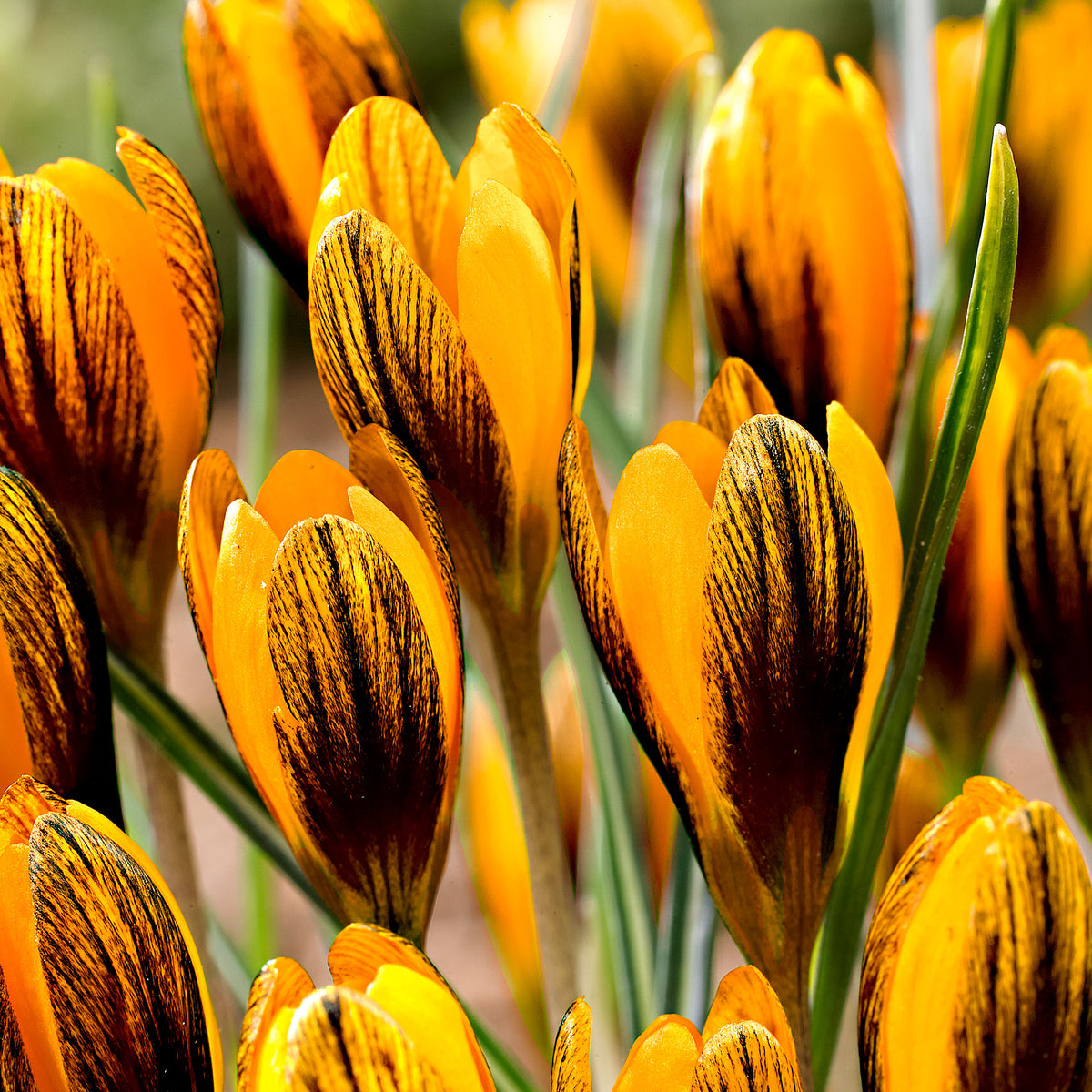 25x Crocus Crocus 'Orange Monarch' orange-black