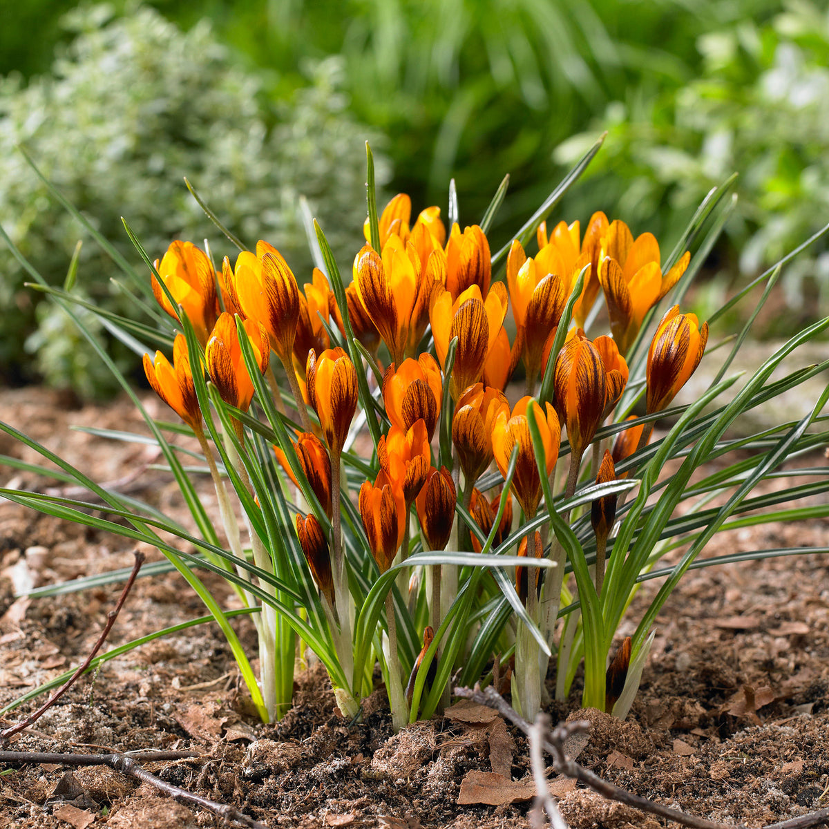 25x Crocus Crocus 'Orange Monarch' orange-black