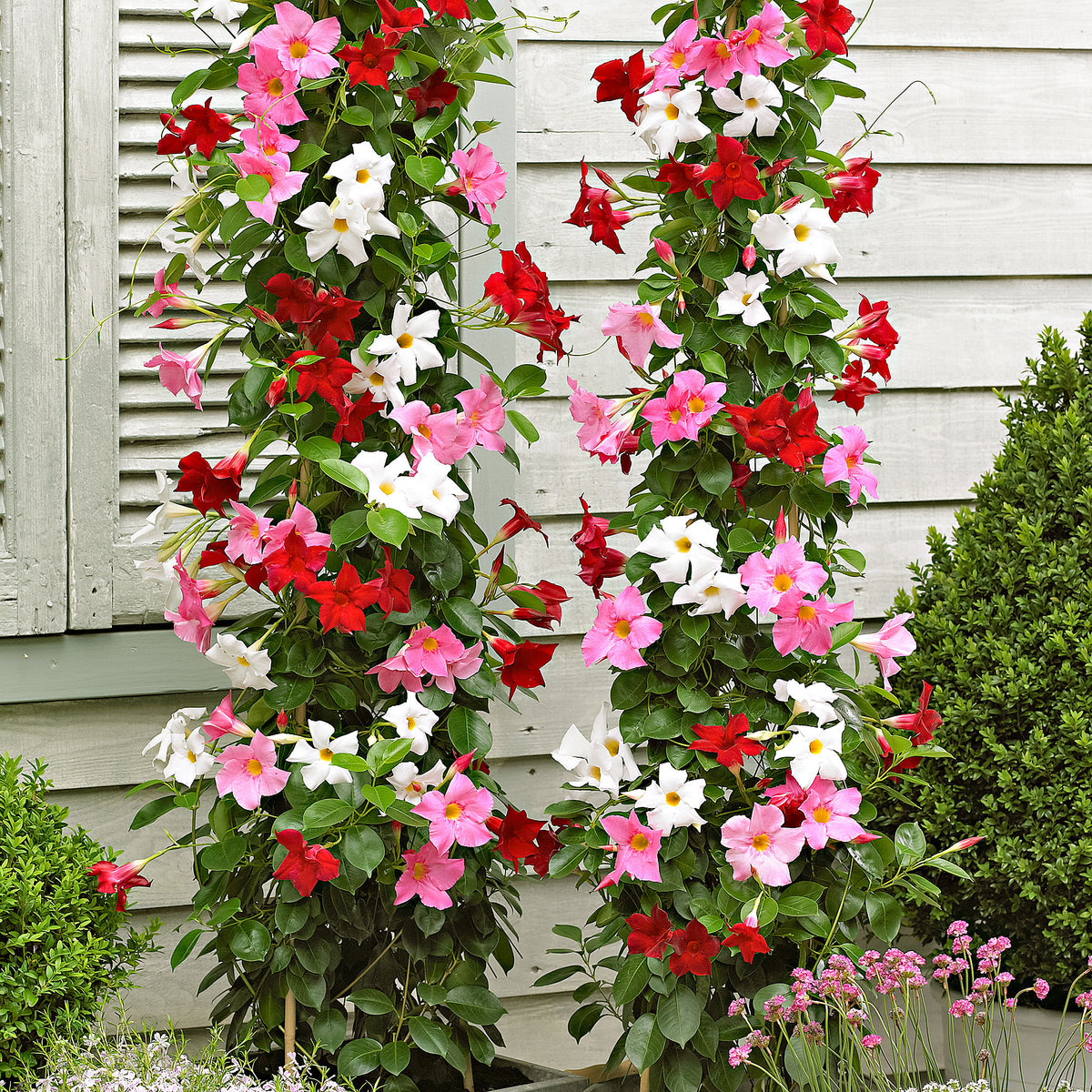 3x Chilean jasmine Mandevilla sanderi red-pink-white