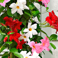3x Chilean jasmine Mandevilla sanderi red-pink-white